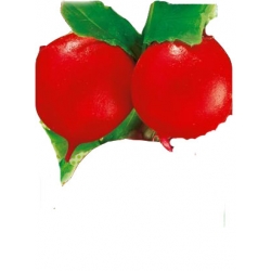 Nasiona Rzodkiewka Cherry Belle czerwona Tor191