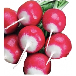 Nasiona Rzodkiewka Krakowianka kulista Tor193