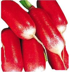 Nasiona Rzodkiewka Mila czerwona Tor194