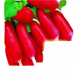 Nasiona Rzodkiewka Opolanka NA TAŚMIE Tor514