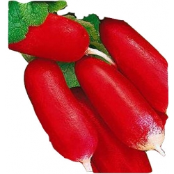 Rzodkiewka Opolanka wczesna Tor195