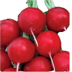 Nasiona Rzodkiewka RUDI czerwona wczesna Tor196