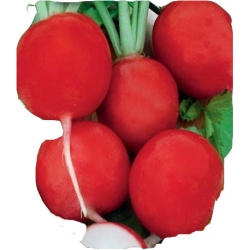 Nasiona Rzodkiewka Saxa 3 czerwona wczesna Tor197