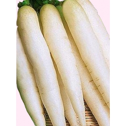  Nasiona Rzodkiewka Sopel Lodu późna Tor198