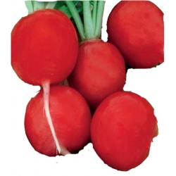 Nasiona Rzodkiewka Tytan czerwona Tor199