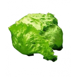  Nasiona Sałata krucha lodowa Great Tor209