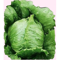 Nasiona Sałata krucha lodowa Tarzan późna Tor207