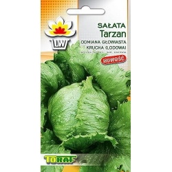 Nasiona Sałata krucha lodowa Tarzan późna Tor207