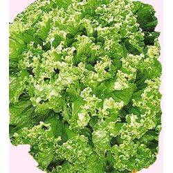 Nasiona Sałata liściowa Limona wczesna Tor202