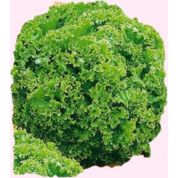  Nasiona Sałata liściowa Lollo Bionda zielona Tor200