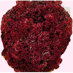 Nasiona Sałata liściowa Lollo Rossa czerwona Tor201