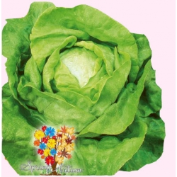 Nasiona Sałata masłowa Królowa wczesna Tor211