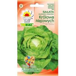 Nasiona Sałata masłowa Królowa wczesna Tor211