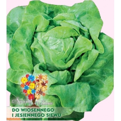 Nasiona Sałata masłowa LENTO Tor212