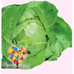 Nasiona Sałata masłowa NOCHOWSKA śr.późna Tor213