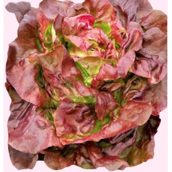  Nasiona Sałata masłowa ROSEMARRY czerwona Tor215