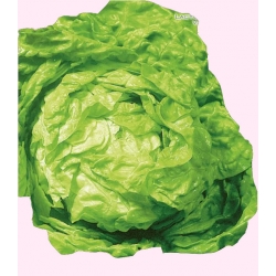 Nasiona Sałata masłowa SYRENA wczesna Tor217