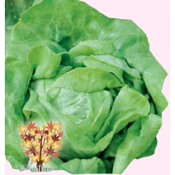 Nasiona Sałata masłowa Humil zimowa Tor218