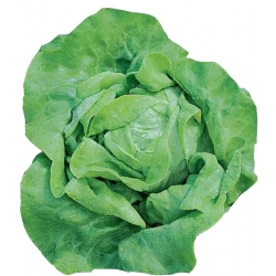 Nasiona Sałata masłowa PANTER Tor214