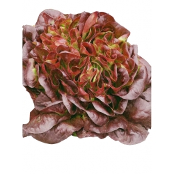 Nasiona Sałata masłowa SAHIM czerwona Tor216