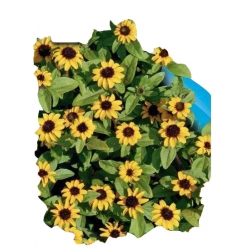 Nasiona Sanwitalia rozesłana Tor442