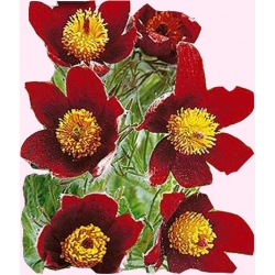 Nasiona Sasanka czerwona Tor443