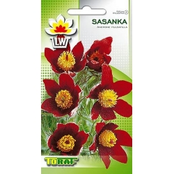 Nasiona Sasanka czerwona Tor443