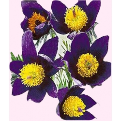 Nasiona Sasanka fioletowa Tor444