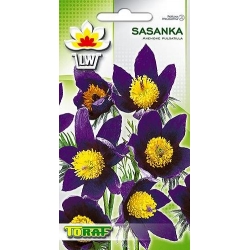 Nasiona Sasanka fioletowa Tor444
