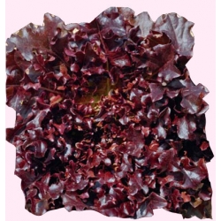 Nasiona Sałata liściowa-dębolistna RED Tor204