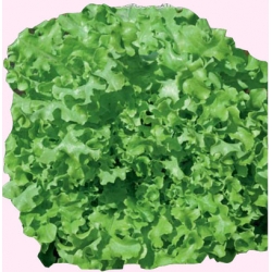 Nasiona Sałata liściowa-dębolistna SALAD Tor205
