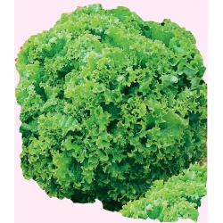 Nasiona Sałata liściowa REKORD Tor203