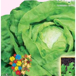 Nasiona Sałata masłowa Królowa Tor520