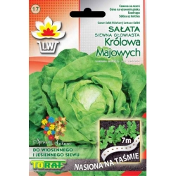 Nasiona Sałata masłowa Królowa Tor520