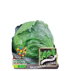 Nasiona Sałata krucha lodowa ICE Tor521
