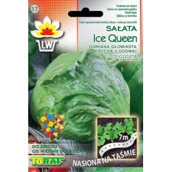 Nasiona Sałata krucha lodowa ICE Tor521