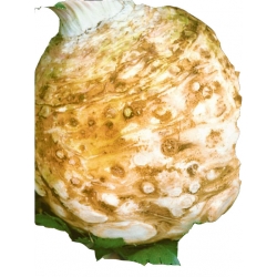 Nasiona Seler MAXIM późna Tor220