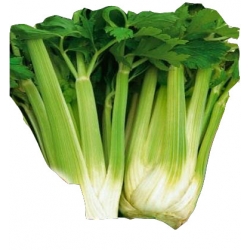 Nasiona Seler naciowy NUGET wczesny Tor221