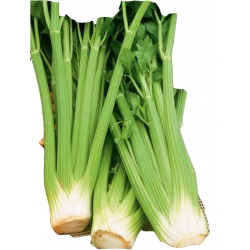 Nasiona Seler naciowy ZEFIR wczesna Tor222