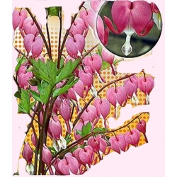 Nasiona Serduszka okazałe Tor445