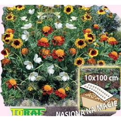Nasiona Słoneczna Rabatka Tor527