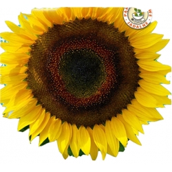 Nasiona Słonecznik jadalny paskowany Tor224