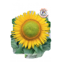 Nasiona Słonecznik ozdobny Karł Green Hobbit Tor450