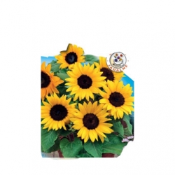 Nasiona Słonecznik ozdobny Karłowy Bambino Tor449