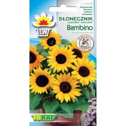Nasiona Słonecznik ozdobny Karłowy Bambino Tor449