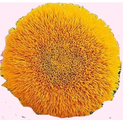 Nasiona Słonecznik ozdobny pełny TeddyBear Tor446