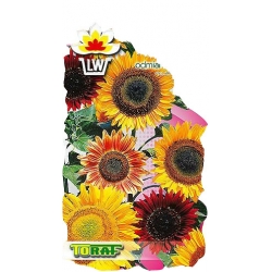 Nasiona Słonecznik ozdobny Mieszanka Tor447