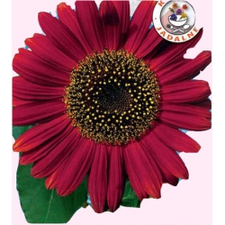 Nasiona Słonecznik ozdobny Red Sun Tor448