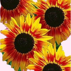 Nasiona Słonecznik ozdobny Twilight Zone Tor452