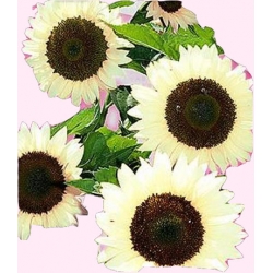 Nasiona Słonecznik ozd. ogórkolist Vanilla Ice Tor453